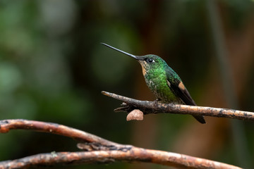 Buff-winged Starfrontlet Hummingbird (Coeligena lutetiae), Ecuador