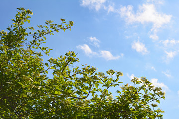 Garden in spring. Blooming shrub of viburnum on the background of blue sky with white clouds.