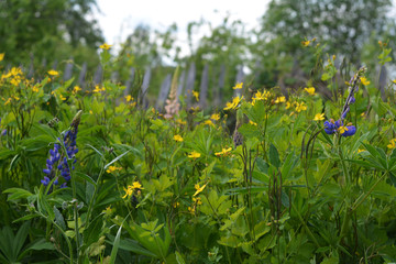 Summer meadow in the garden. Yellow flowers of celandine.