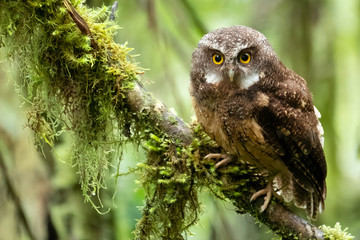 Cloud Forest Pygmy Owl (Glaucidium nubicola), Ecuador