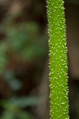 Thorny Stem of Gunnera manicata plant (giant rhubarb, dinosaur food), Ecuador