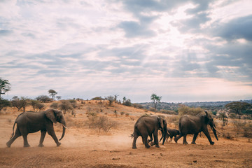 elephant family walking into sunset
