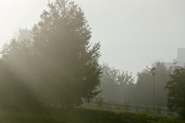 Obraz na płótnie Canvas Fog above green grass