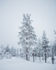 Snow Tree's 