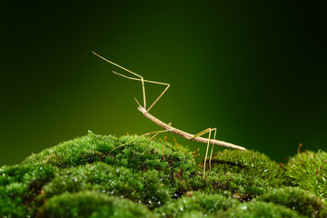 Stick insect or Phasmids (Phasmatodea or Phasmatoptera) also known as walking stick insects,...