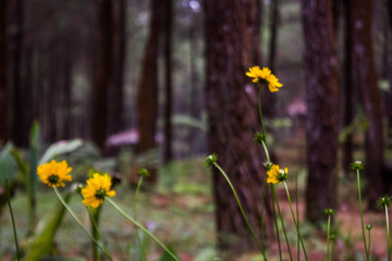 sunflower in the forest