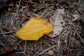 autumn leaves