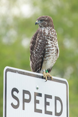 Buteo platypterus perched on a speed signal
