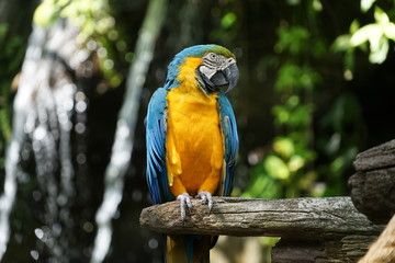 Parrot