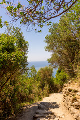 Italy, Cinque Terre, Corniglia, ROAD AMIDST TREES AGAINST SKY