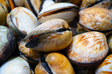 Fresh flame cockle shell for sale at a fish market in Sydney, Australia