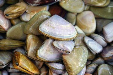 Fresh pipi shell (Paphies australis) for sale at a fish market in Sydney, Australia