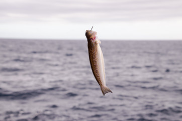 One Sea Fish Hooked