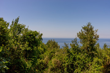 Fototapeta na wymiar Italy, Cinque Terre, Corniglia, a tree in a forest