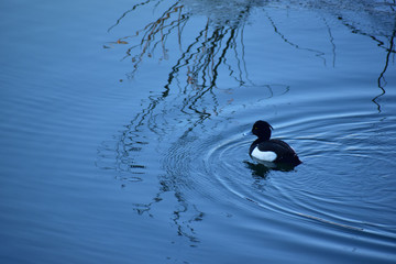 冬の川のキンクロハジロのオス
