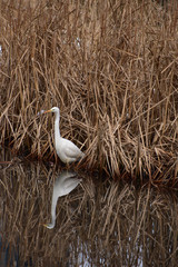 枯れた葦の河原のダイサギ