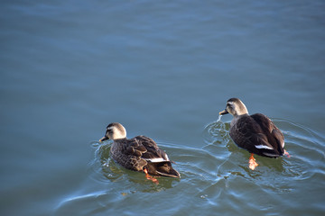冬の川の二羽のカルガモ