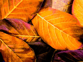 Red, orange and yellow Autumn Leaves Background with space for your ideas texts.