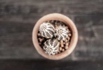 The cactus in a cute little pot placed on a wooden table. select focus and blurred background. Top view . Nature concept.