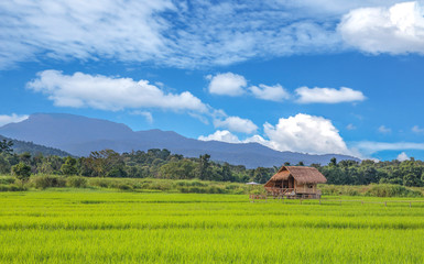 Fototapeta na wymiar Landscape of rice field and cabin in chiang mai Thailand