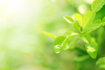 water droplets on green leaf, bright nature background