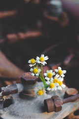 Fototapeta premium White flowers in the center of the device that rust 