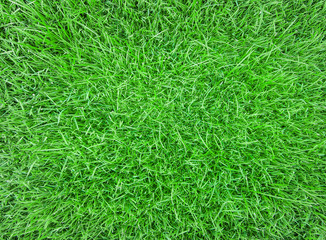 green grass texture background