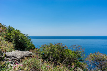 Italy, Cinque Terre, Corniglia, a tree next to a body of water