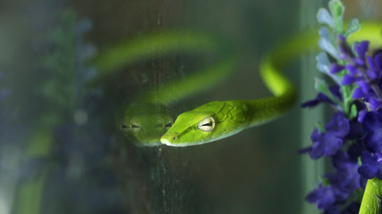 Close up green oriental whip snake (Ahaetulla prasina).