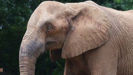 Fototapeta na wymiar An Africa elephant, closeup,