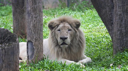 A lion lying and calm looking around.