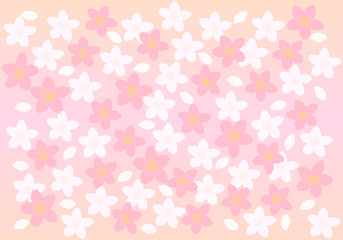 満開の桜の花　ピンクのグラデーションの背景