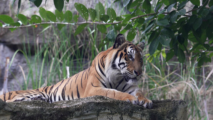 Fototapeta na wymiar Tiger resting in the forest