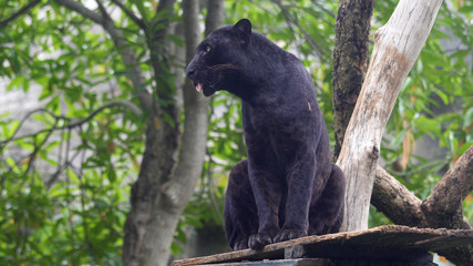 Black leopard lying and calm looking around.