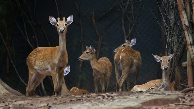 Truong Sohn Muntjac