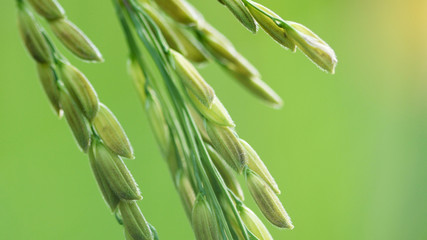 Close up of the beautiful rice plants in gorgeous paddy field on organic farm.