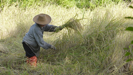 Naklejka na ściany i meble Asian farmer working, harvesting paddy rice in farm field.