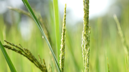 Close up of the beautiful rice plants in gorgeous paddy field on organic farm.