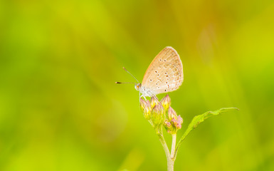 Species Small butterfly 4