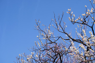 梅の花