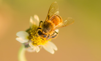 Bee macro nature