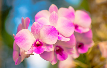 Fototapeta na wymiar Beautiful orchid3