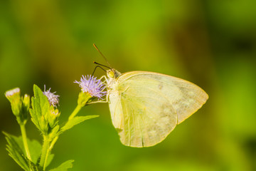 Yellow Butterfly Medium