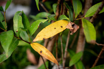 leaves of tree