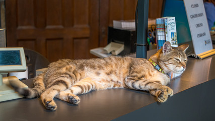 Le chat