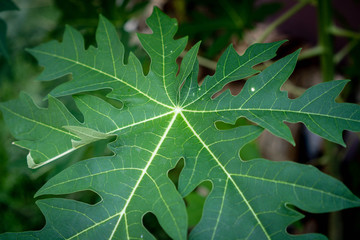 green leaf with water drops