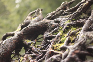 Tree Roots