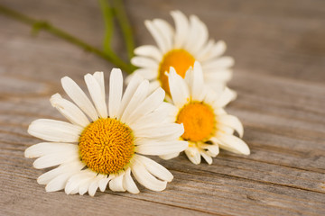 Fototapeta na wymiar camomile flowers on rustic wooden planks