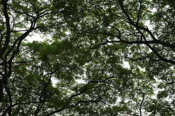 Big trees in the garden and walk way footpath