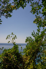 Italy, Cinque Terre, Corniglia, a tree in a forest